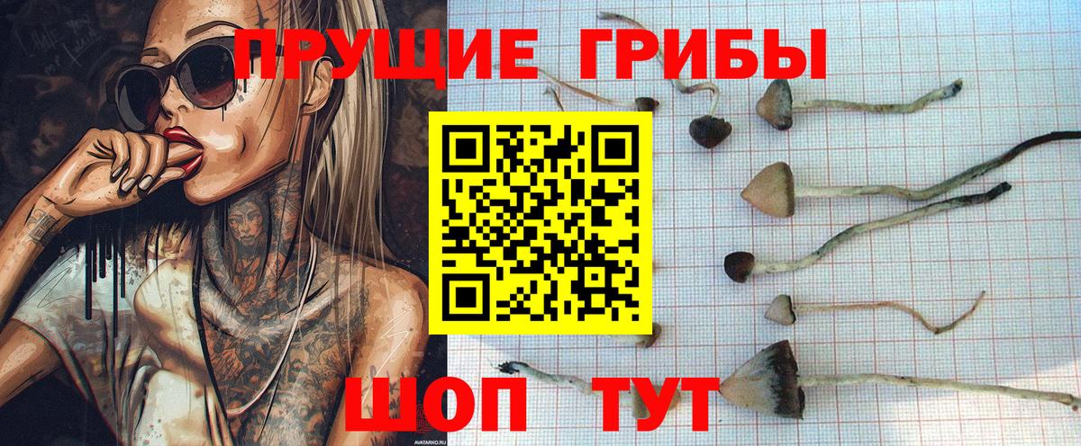 Псилоцибиновые грибы Cubensis Рыбинск